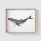 Whale Art Print